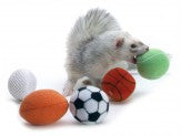 Marshall Pet Products Ferret Sport Balls Assorted 2 in, 2 pk