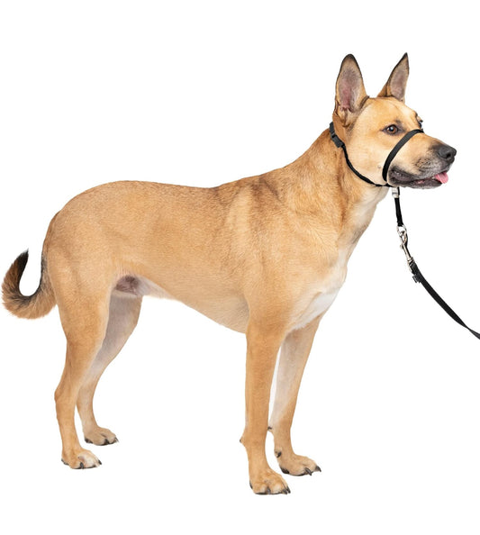 PetSafe GentleLeader- Black Md