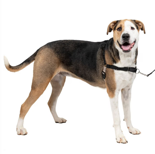 PetSafe EasyWalk Harness, Black/Silver