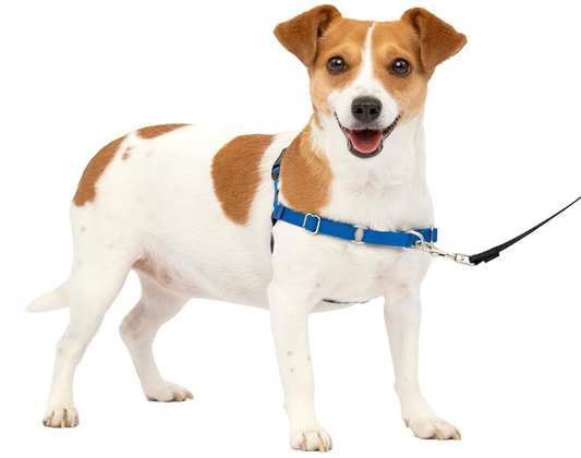 PetSafe Easy Walk No-Pull Dog Harness- Small, Royal Blue/Navy Blue