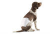 Amazon Basics Male Dog Diapers, 50 Count, Ultra Absorbent Disposable Wrap with Secure Fit, Leakproof and Comfortable