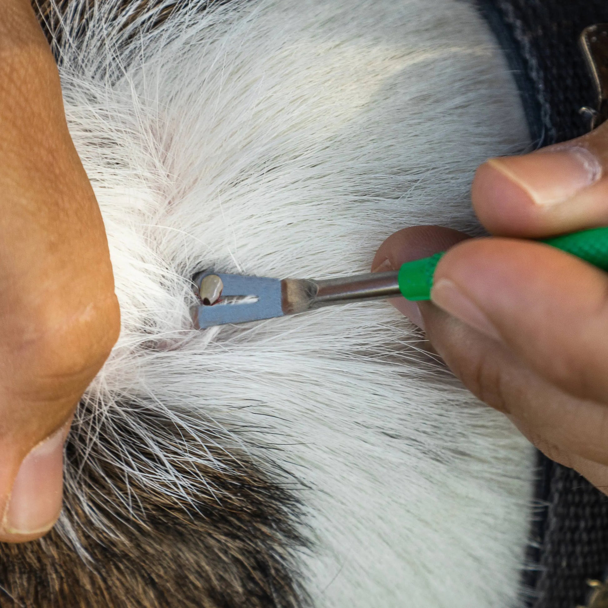 TickCheck Premium Tick Remover Kit TickCheck