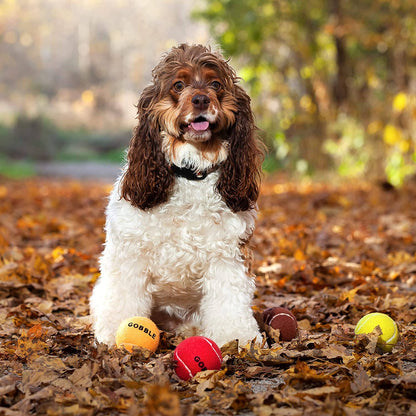 Thanksgiving Dog Tennis Balls Assorted Colors
